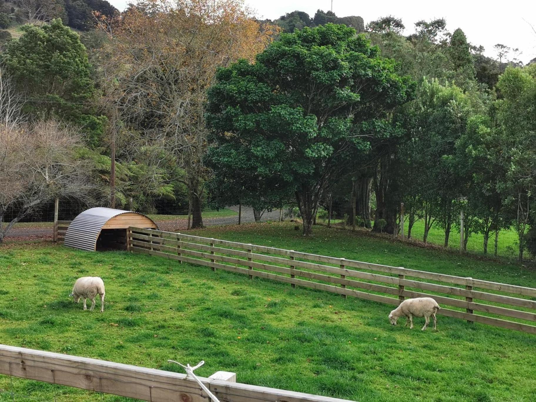 Crown Ridge Miners Cottage Karangahake Esterno foto